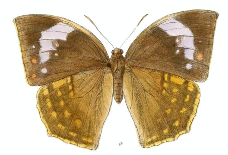 DiscophoraLepida151 1b