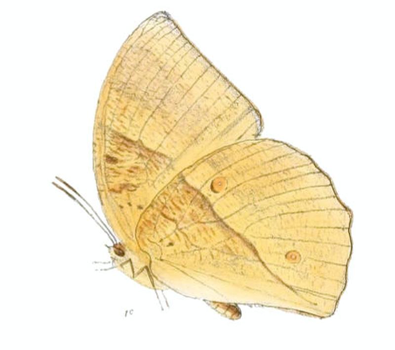 DiscophoraLepida151 1c