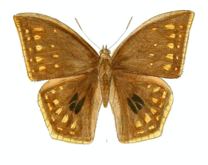 DiscophoraSpiloptera154 1