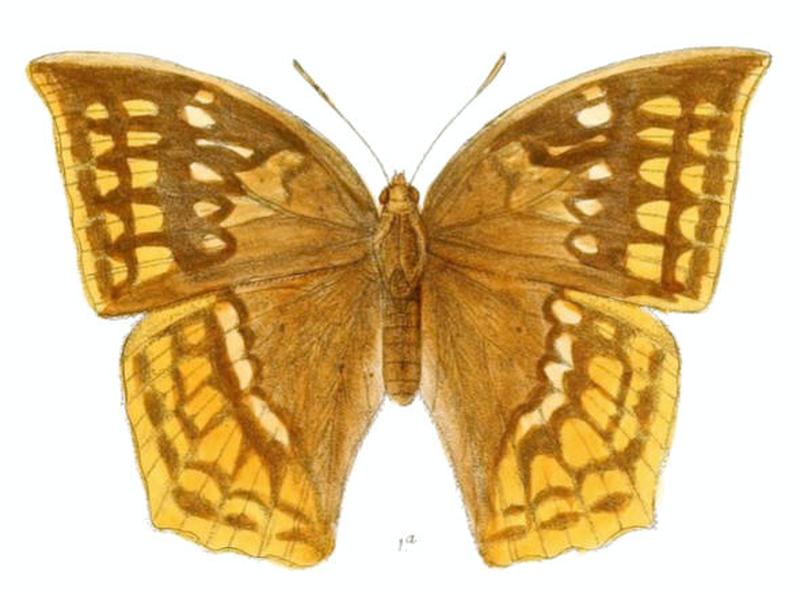 DiscophoraSpiloptera154 1a