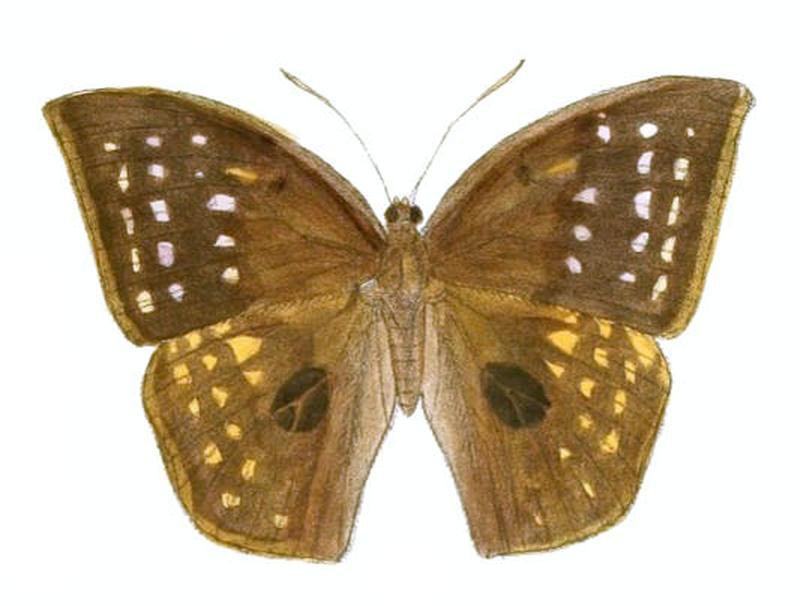 DiscophoraZal152 1