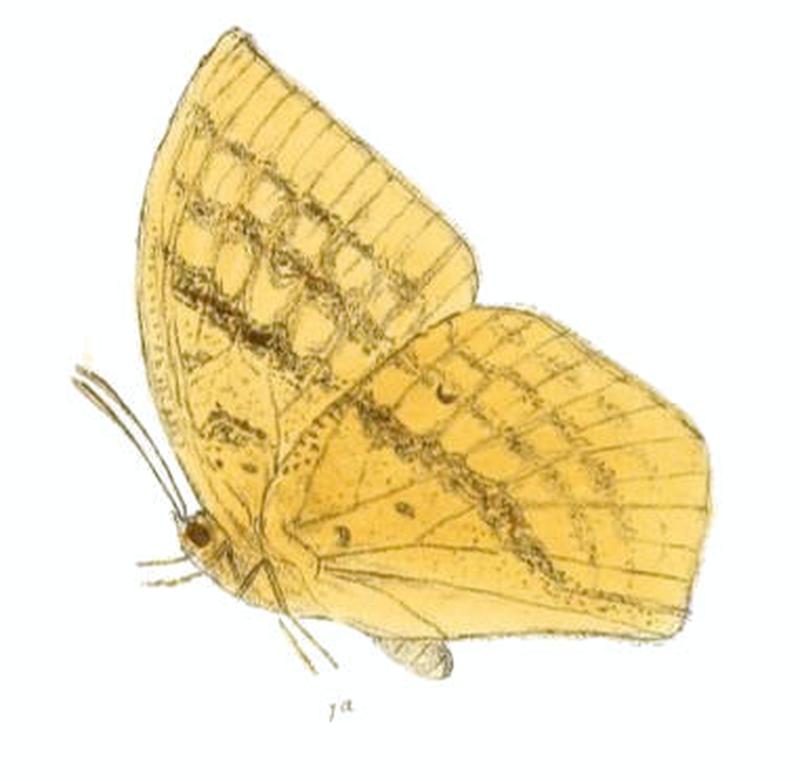 DiscophoraZal152 1a