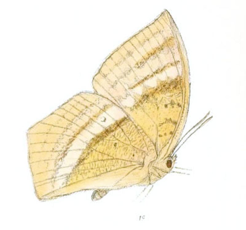 DiscophoraZal152 1c