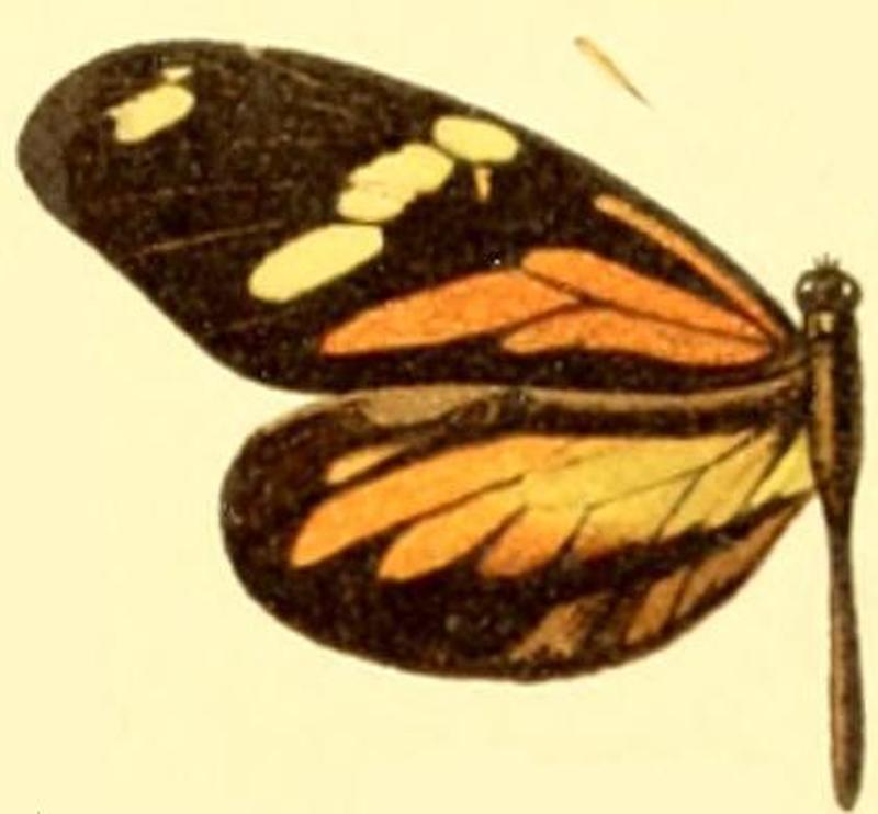 Dismorphia amphione astynome female