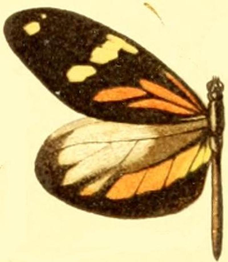 Dismorphia amphione astynome male