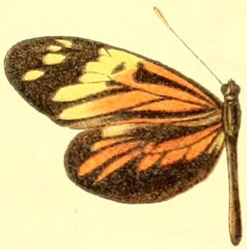 Dismorphia amphione female