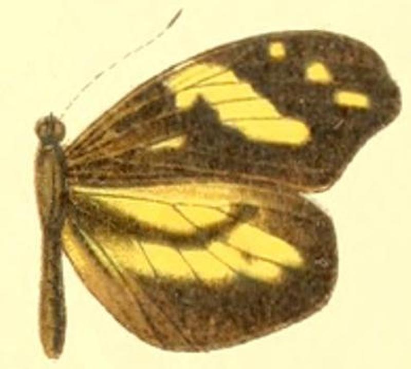 Dismorphia arcadia female