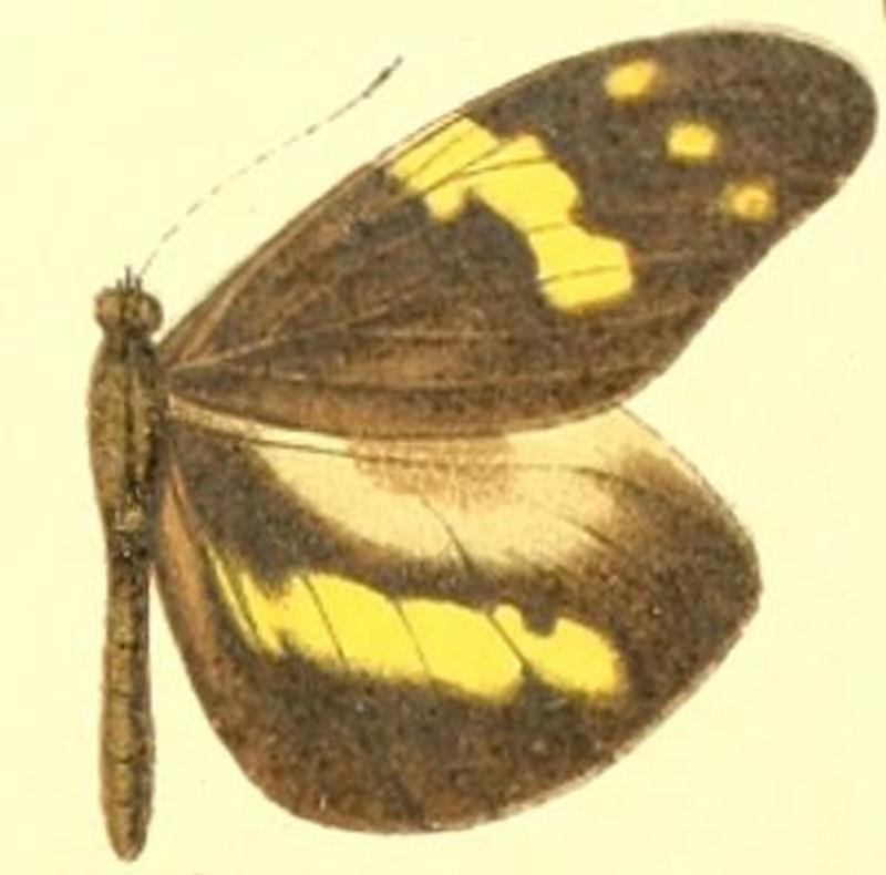 Dismorphia arcadia male