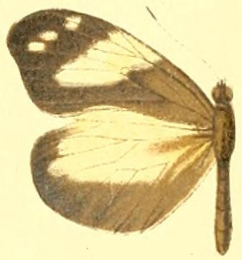 Dismorphia crisia critomedia female