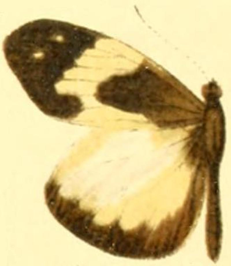 Dismorphia crisia critomedia male