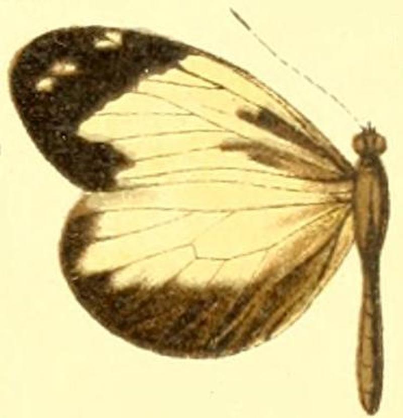 Dismorphia crisia foedora female