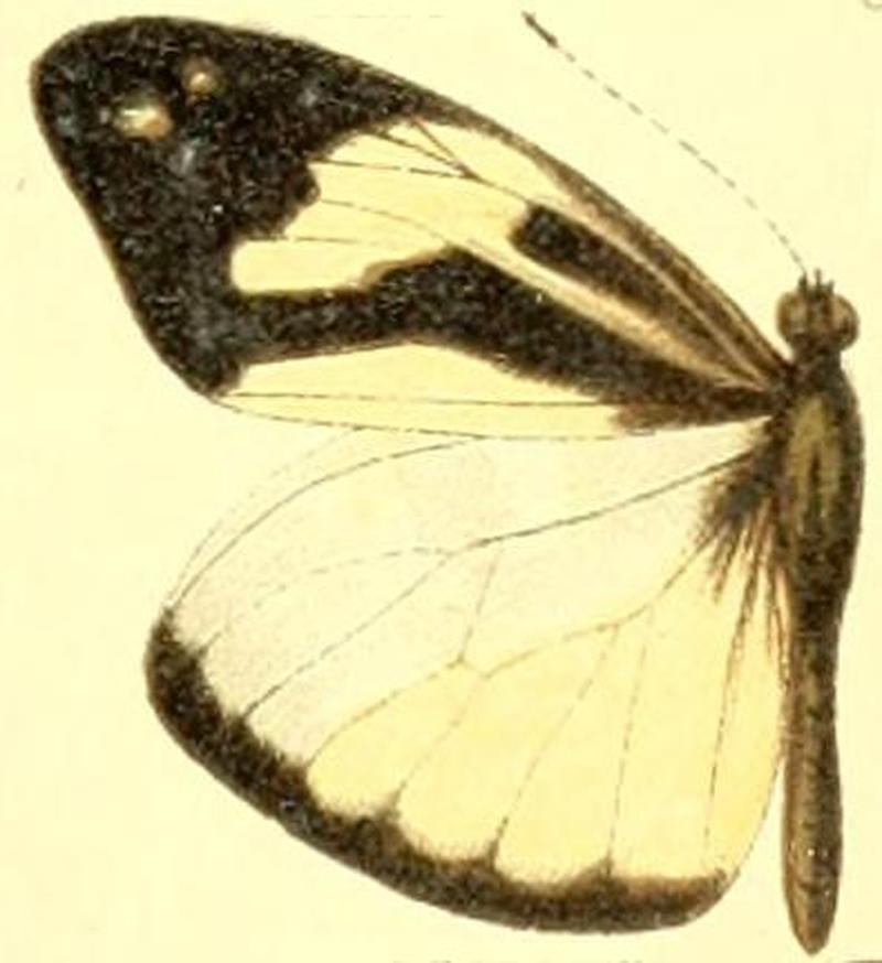 Dismorphia crisia foedora male