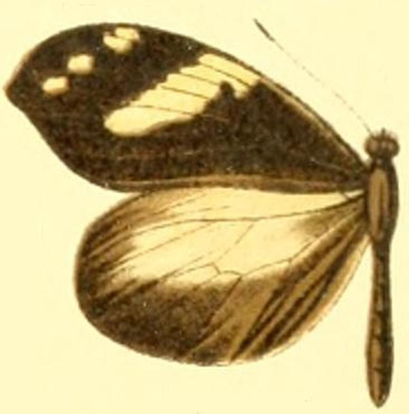 Dismorphia crisia virgo female