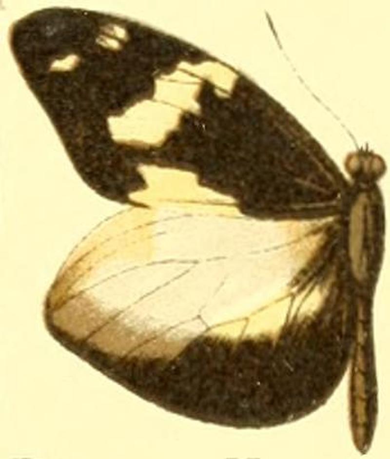 Dismorphia crisia virgo male