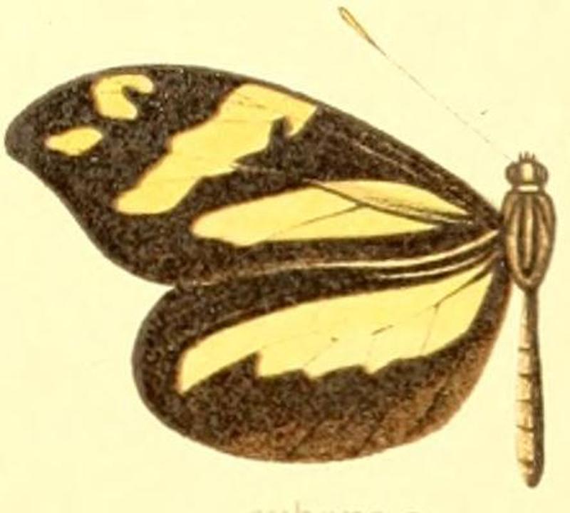 Dismorphia cubana female