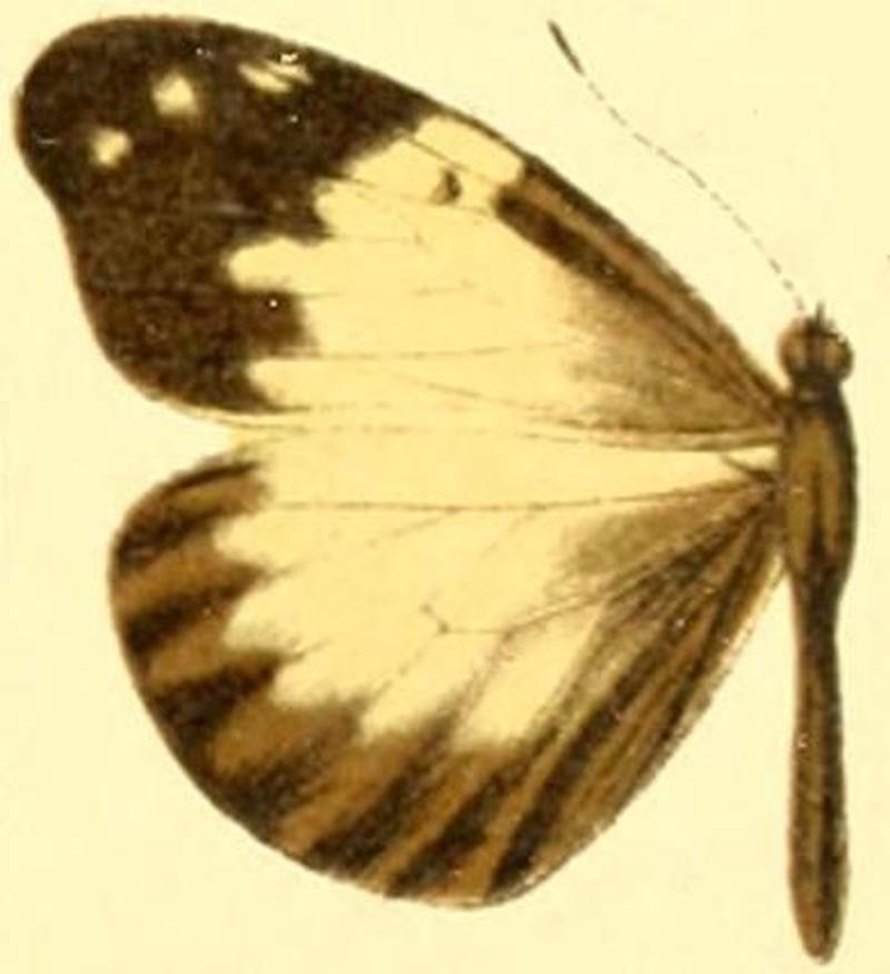 Dismorphia lewyi female