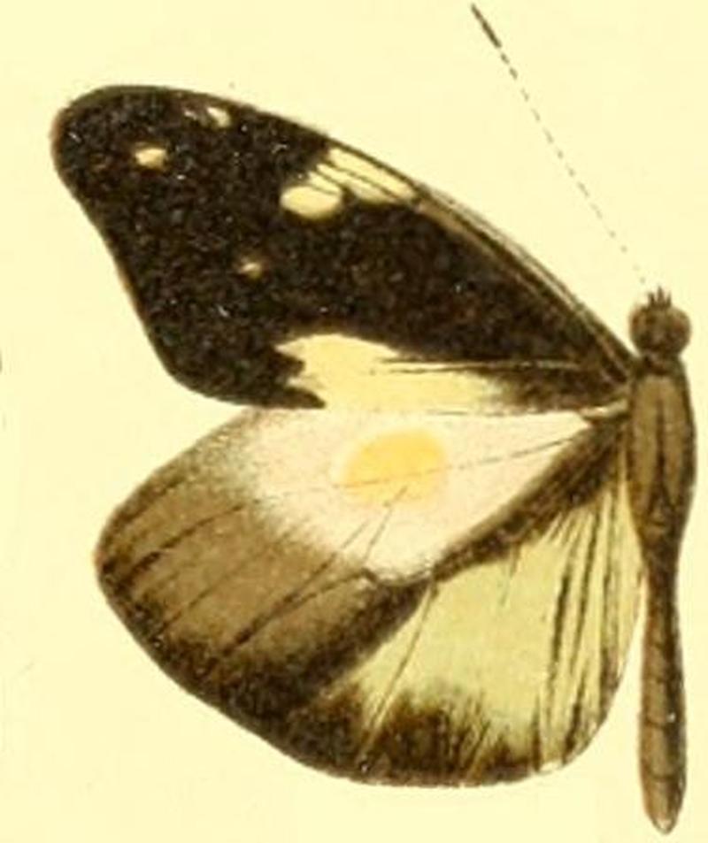 Dismorphia lewyi leonora