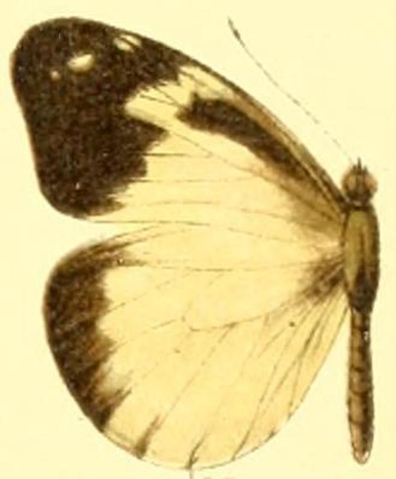 Dismorphia lewyi leonora female