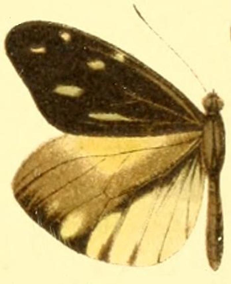 Dismorphia lewyi male