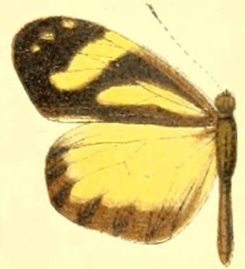 Dismorphia lua female