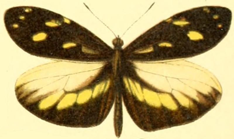 Dismorphia lua male