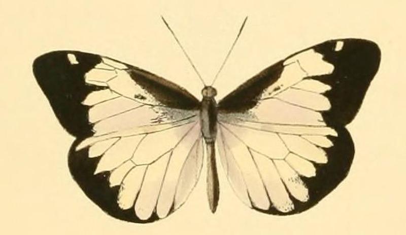 Dismorphia lygdamis female