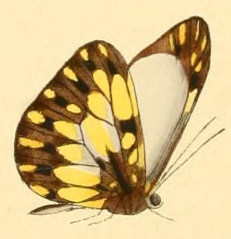 Dismorphia lygdamis male1