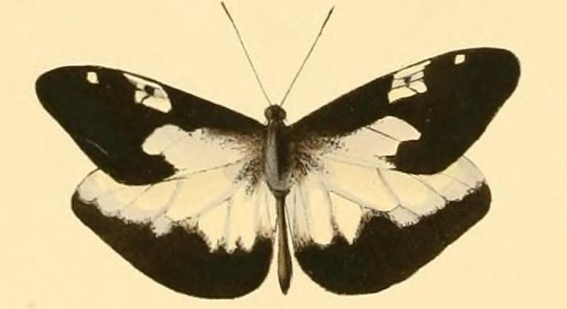 Dismorphia lygdamis male2