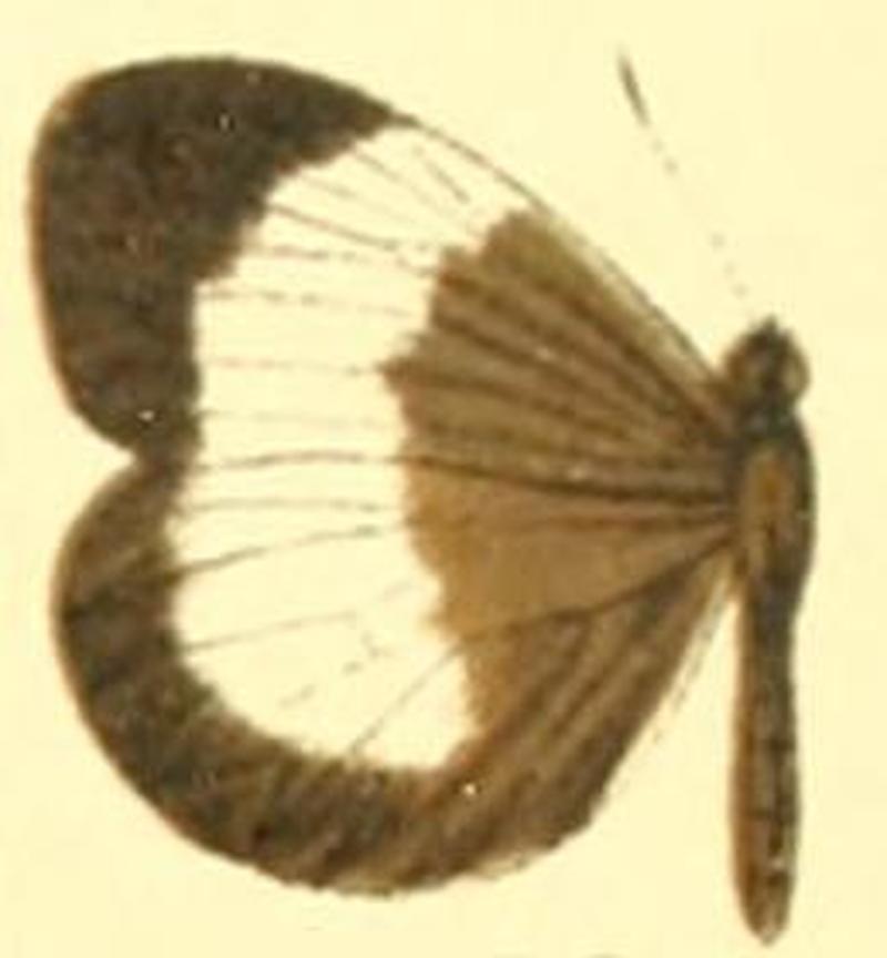 Dismorphia lysis female