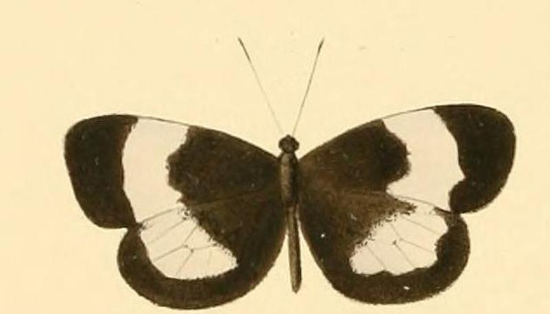 Dismorphia lysis female2
