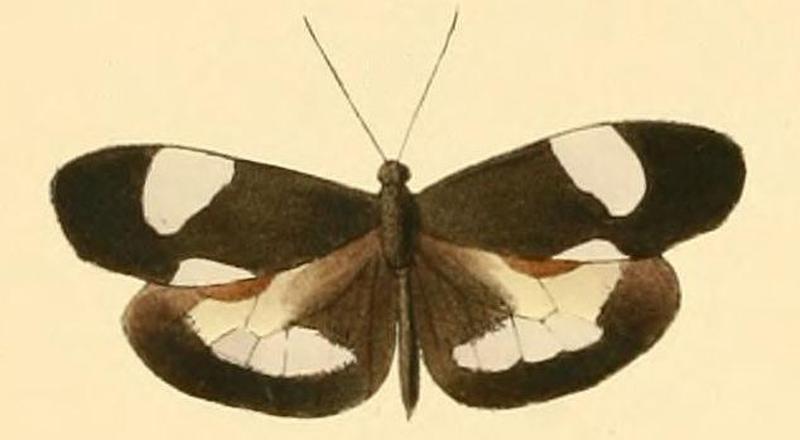 Dismorphia lysis male2