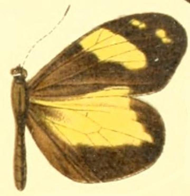 Dismorphia medora female