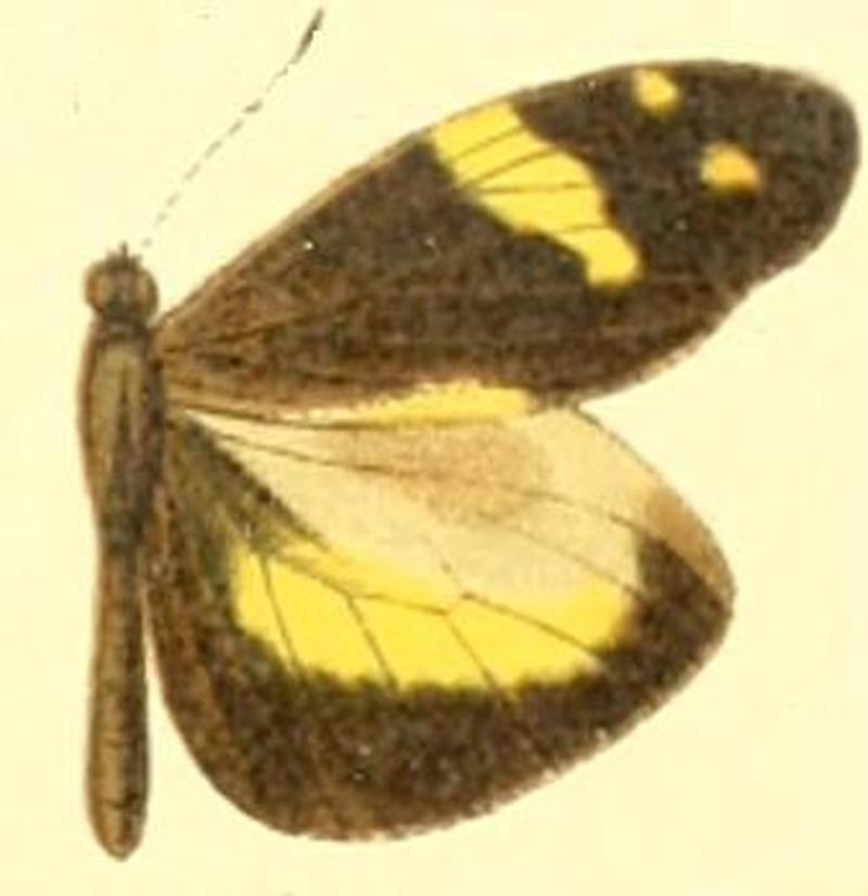 Dismorphia medora male