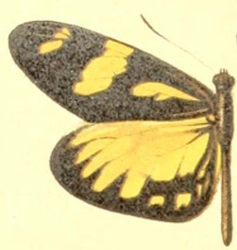 Dismorphia melia