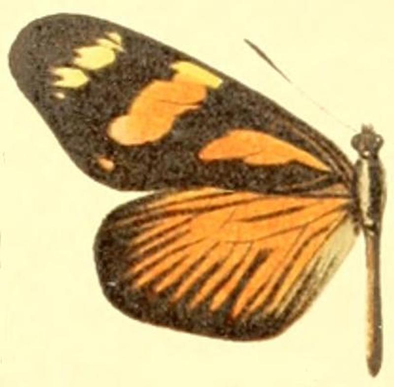 Dismorphia melia2