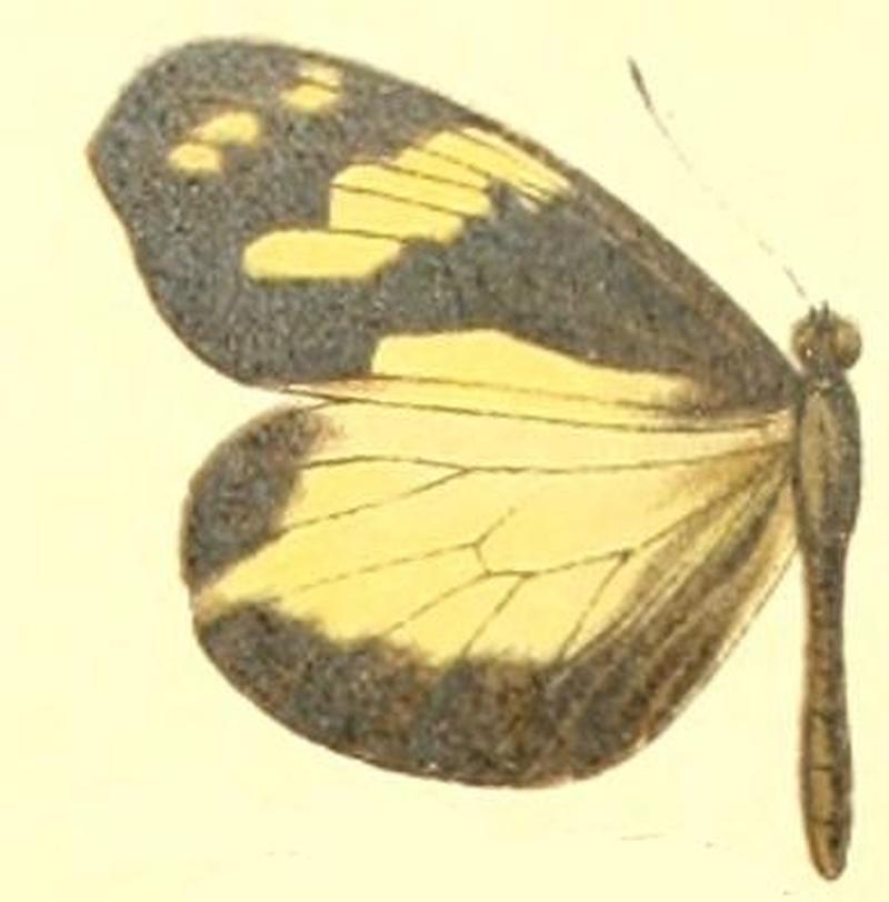 Dismorphia mirandola female