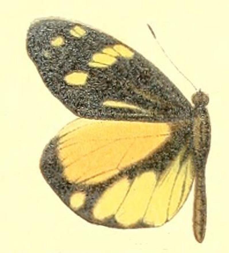 Dismorphia mirandola male