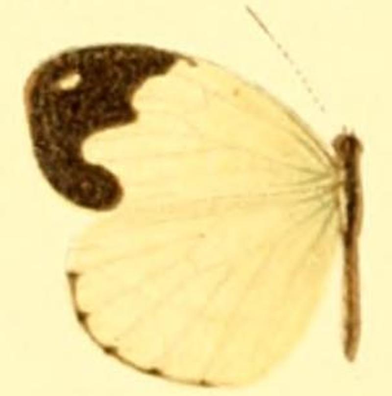 Dismorphia thermesia female