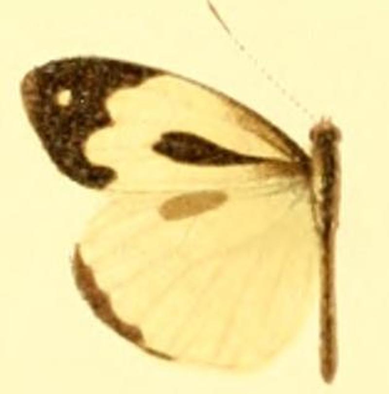 Dismorphia thermesia male