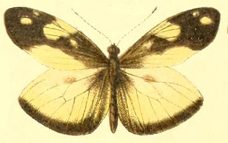 Dismorphia thermesina pimpla