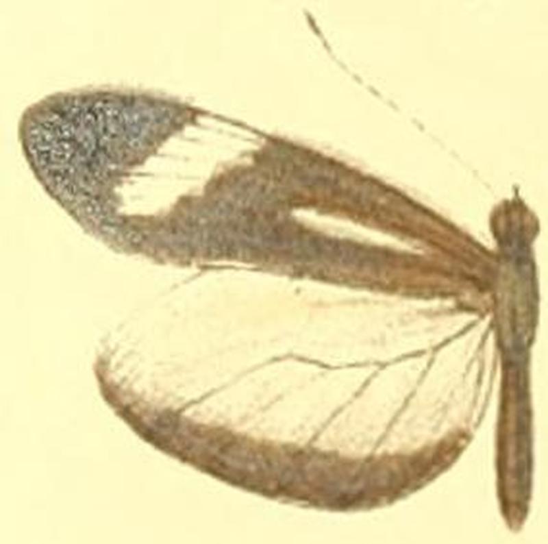 Dismorphia theucharila avonia