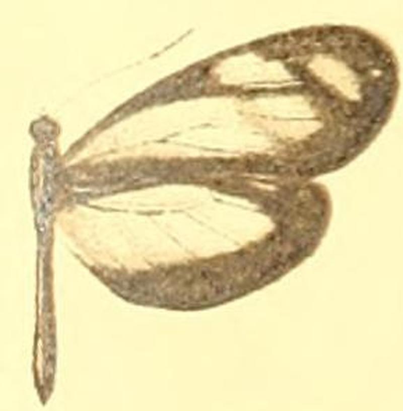 Dismorphia theucharila avonia female