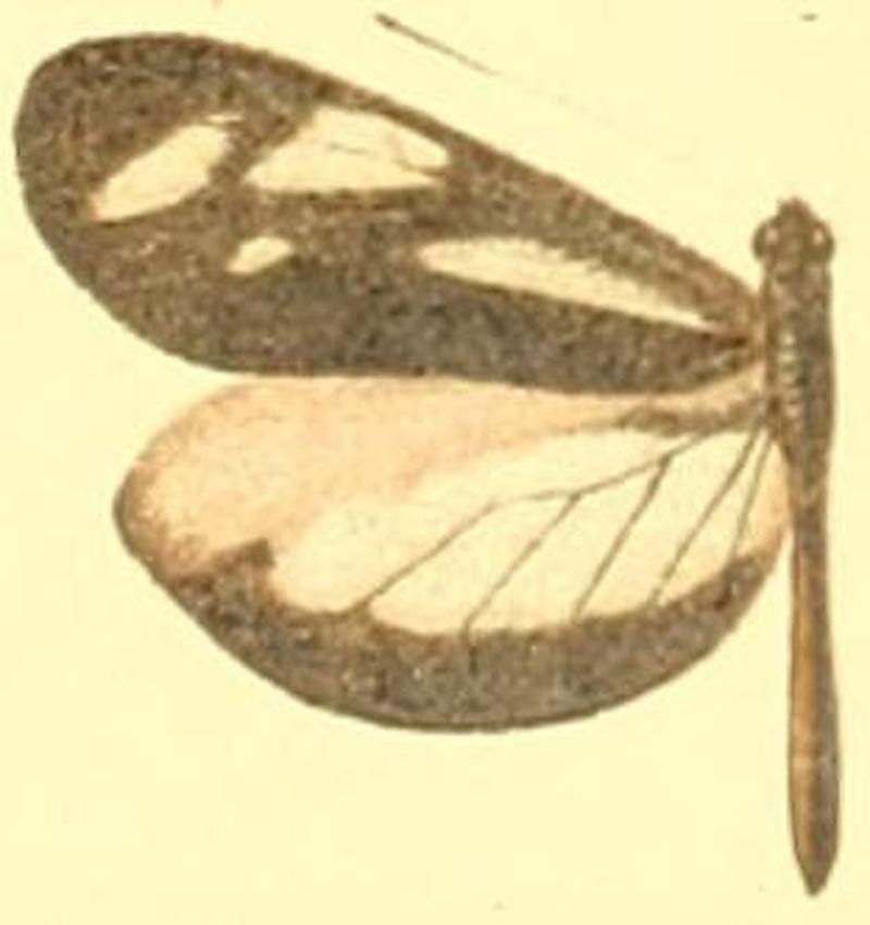 Dismorphia theucharila avonia male