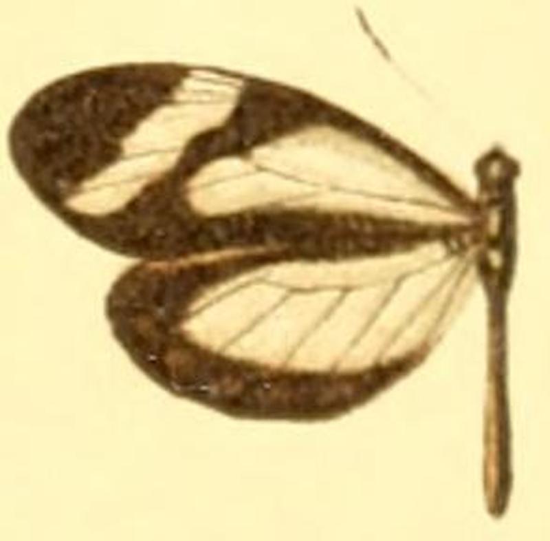 Dismorphia theucharila fortunata female