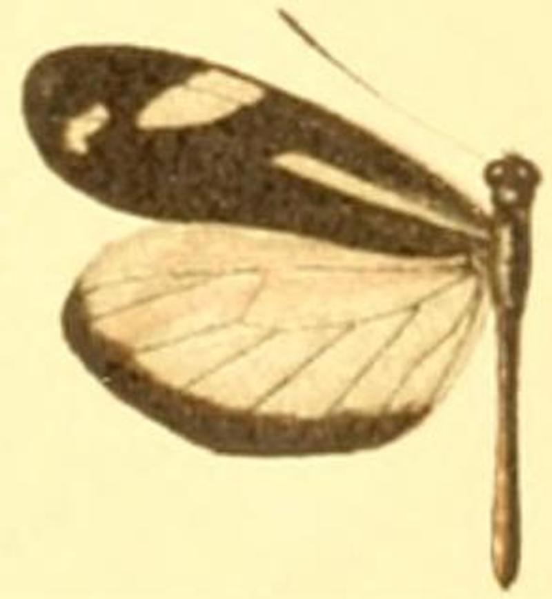 Dismorphia theucharila fortunata male