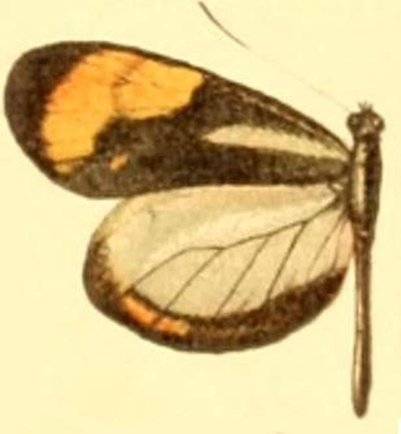 Dismorphia theucharila leuconoe