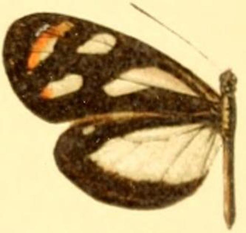 Dismorphia theucharila leuconoe f melanoides