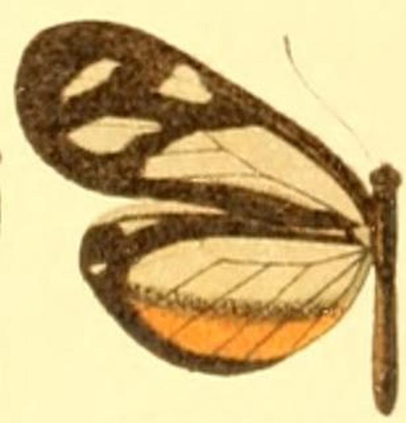 Dismorphia theucharila lysinoides