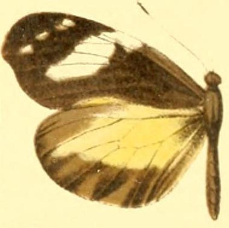 Dismorphia zaela abilene female