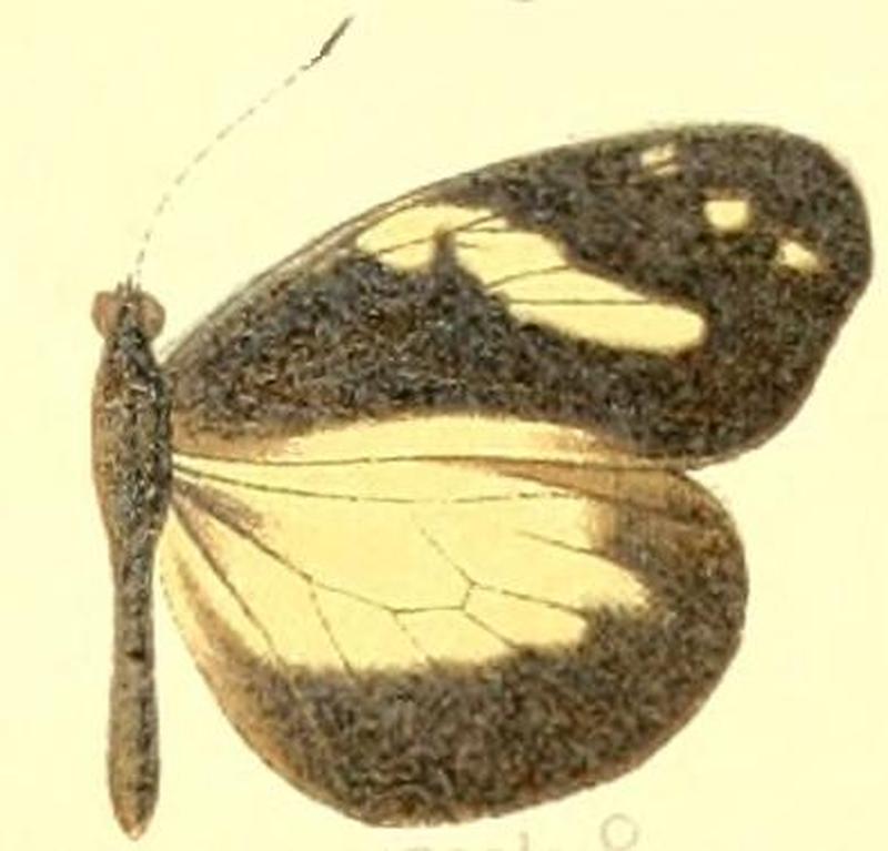 Dismorphia zaela female